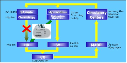 CLSDynamics
