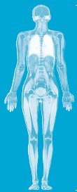 Full Body