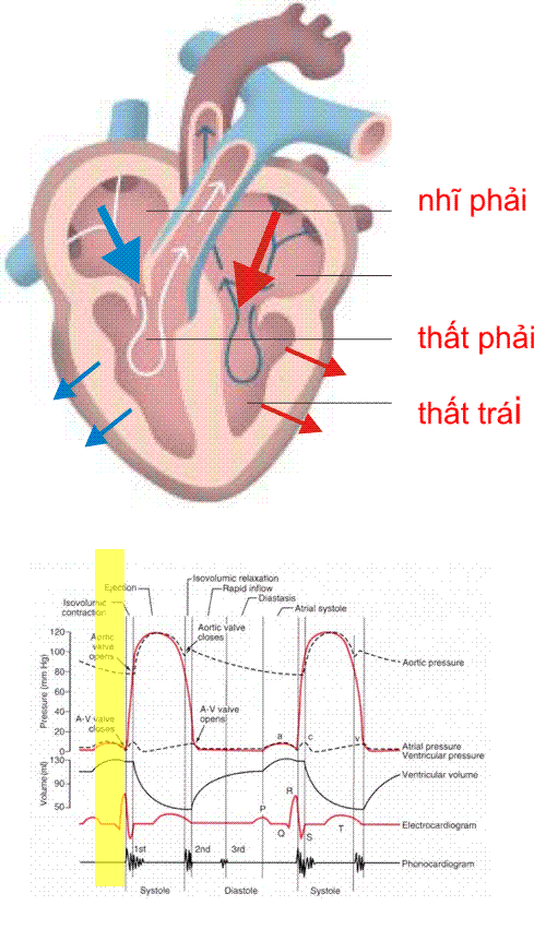 HeartBeat
