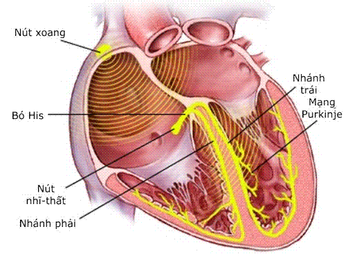HeartBeat