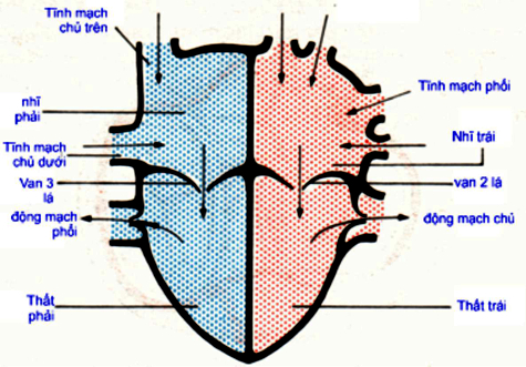 heart