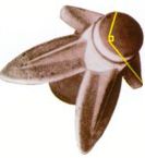 Solia tip
